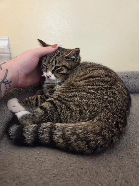 Enlarge Ethan, a Adopted Domestic Short Hair in Somerville, MA image 1/3