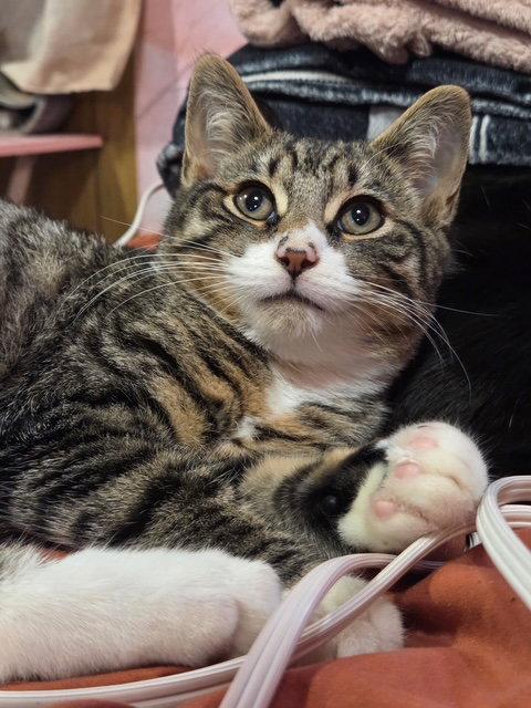 Enlarge Ethan, a Adopted Domestic Short Hair in Somerville, MA image 2/3