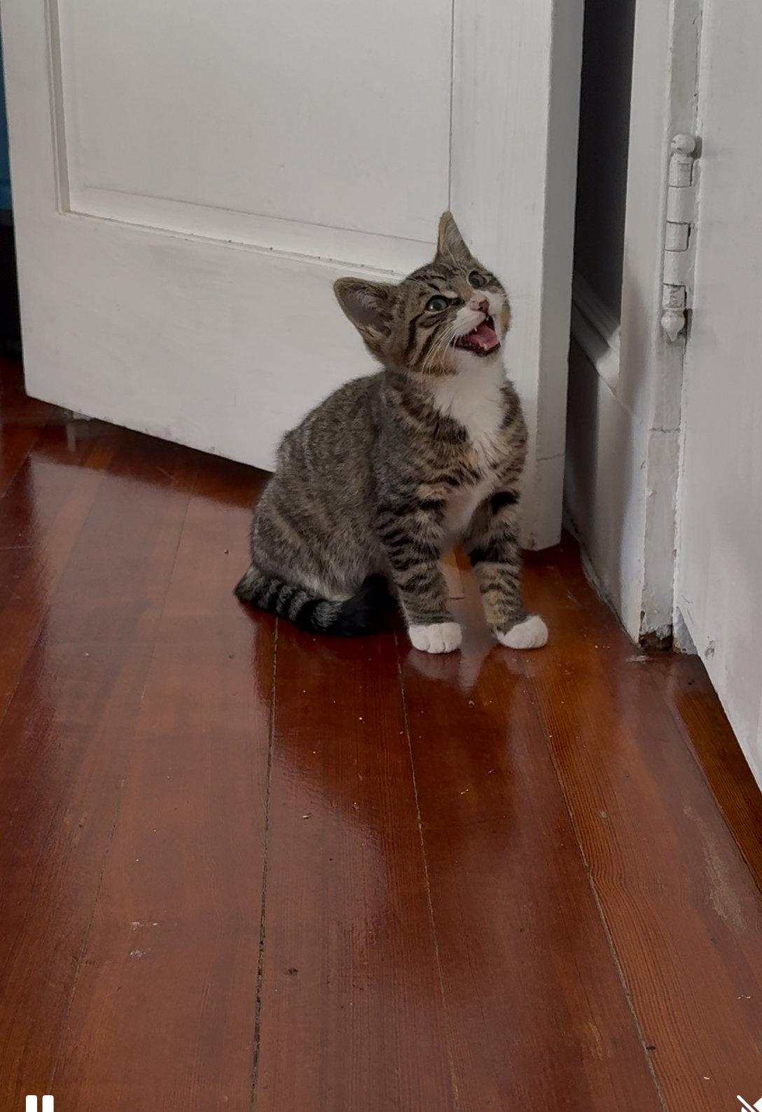 Enlarge Ethan, a Adopted Domestic Short Hair in Somerville, MA image 3/3