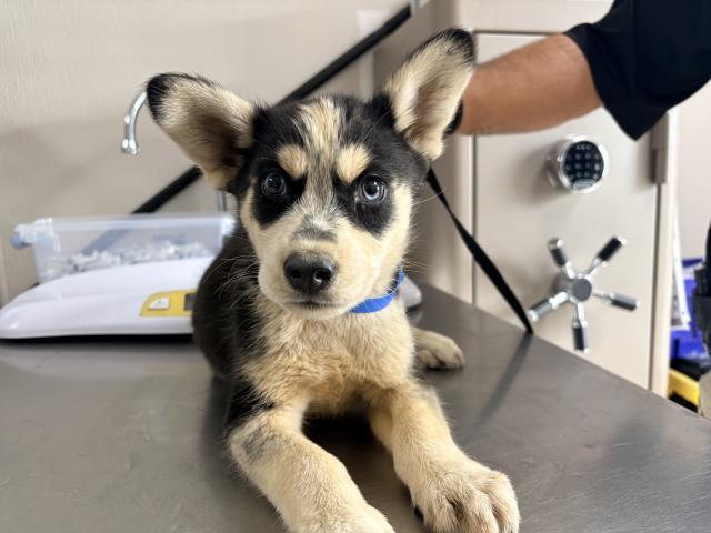 A253100, Adoptable, Puppy Male Siberian Husky & Mixed Breed.