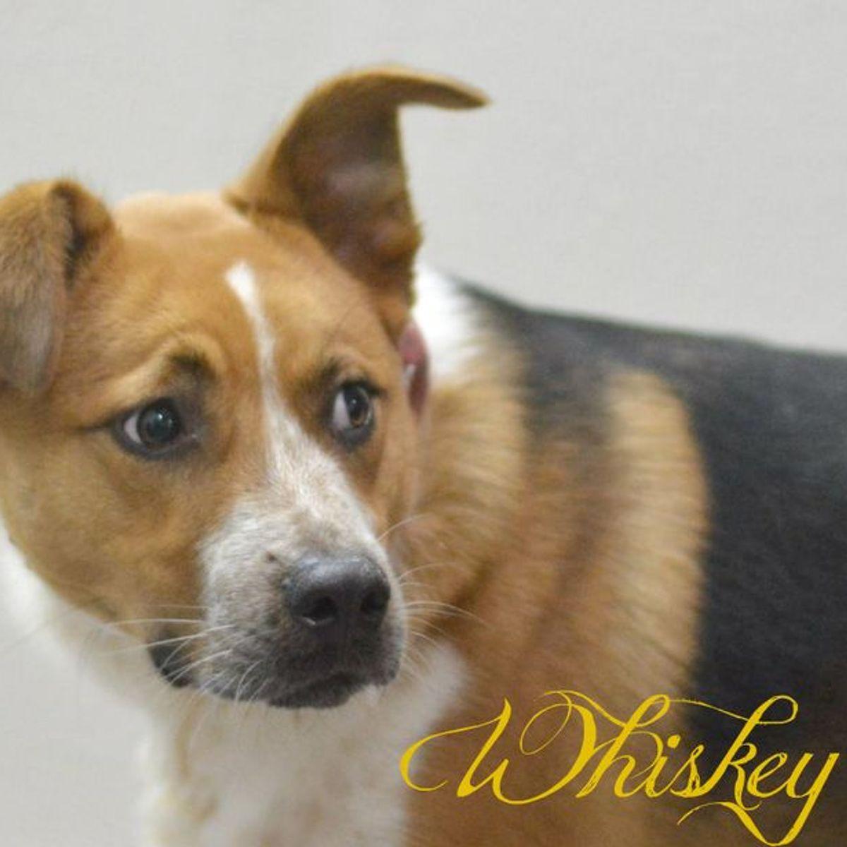 Enlarge Whiskey, a Adoptable Shepherd in Lake Havasu City, AZ image 1/2