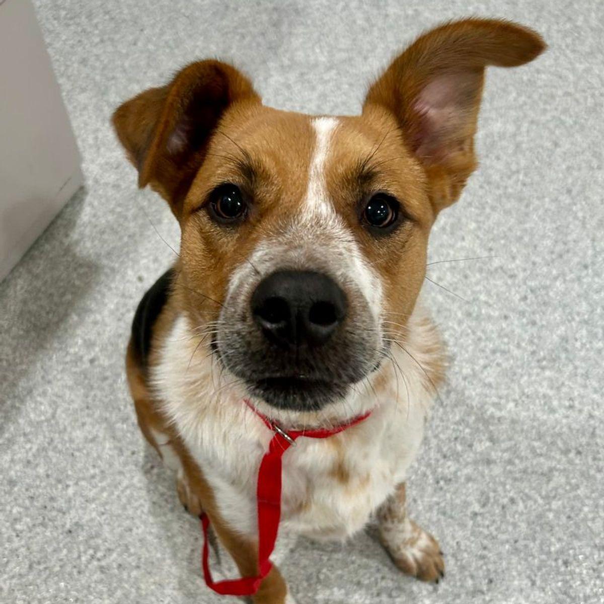 Enlarge Whiskey, a Adoptable Shepherd in Lake Havasu City, AZ image 2/2