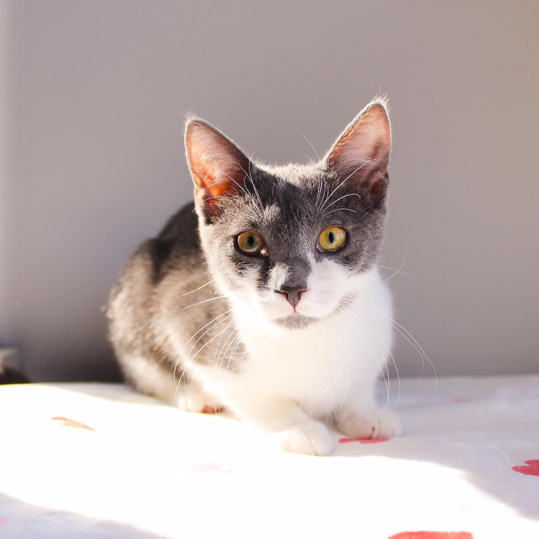 Enlarge Caitlyn, a Adoptable Domestic Short Hair in Wayne, NJ image 2/4