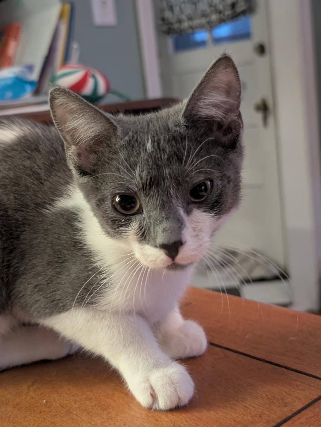 Enlarge Caitlyn, a Adoptable Domestic Short Hair in Wayne, NJ image 4/4