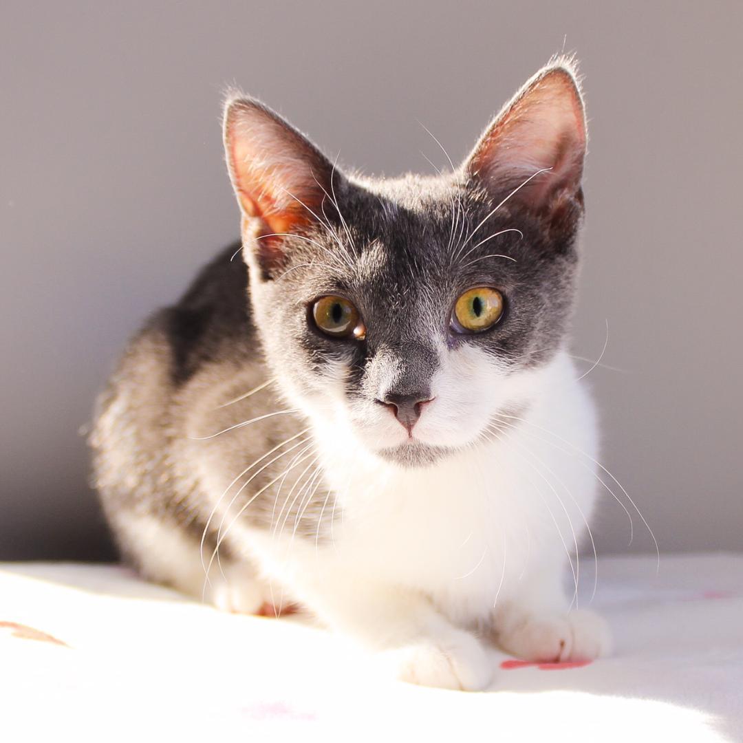 Enlarge Caitlyn, a Adoptable Domestic Short Hair in Wayne, NJ image 1/4