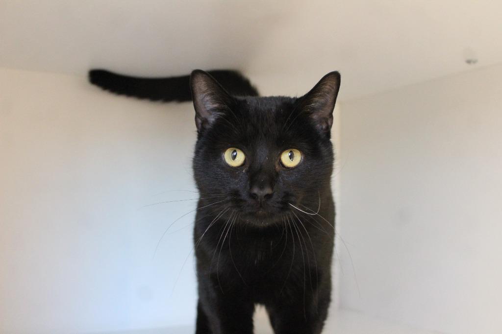 Enlarge Black Peppa, a ADOPTABLE Domestic Short Hair in Chestertown, MD image 3/3