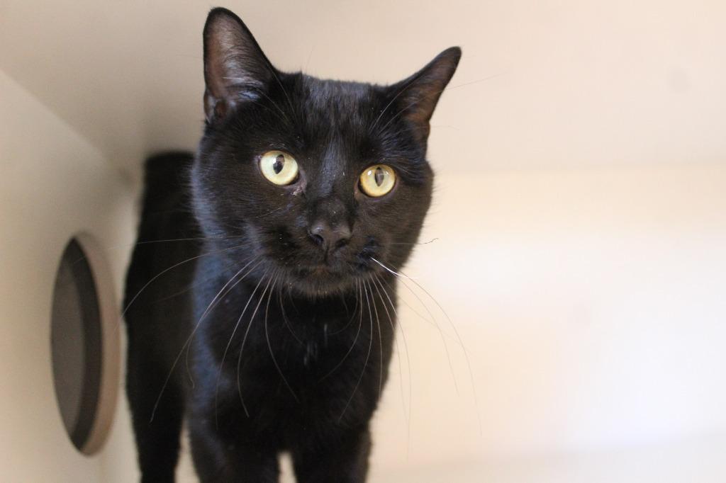 Enlarge Black Peppa, a ADOPTABLE Domestic Short Hair in Chestertown, MD image 2/3