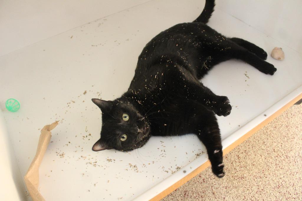 Black Peppa, ADOPTABLE, Adult Male Domestic Short Hair.