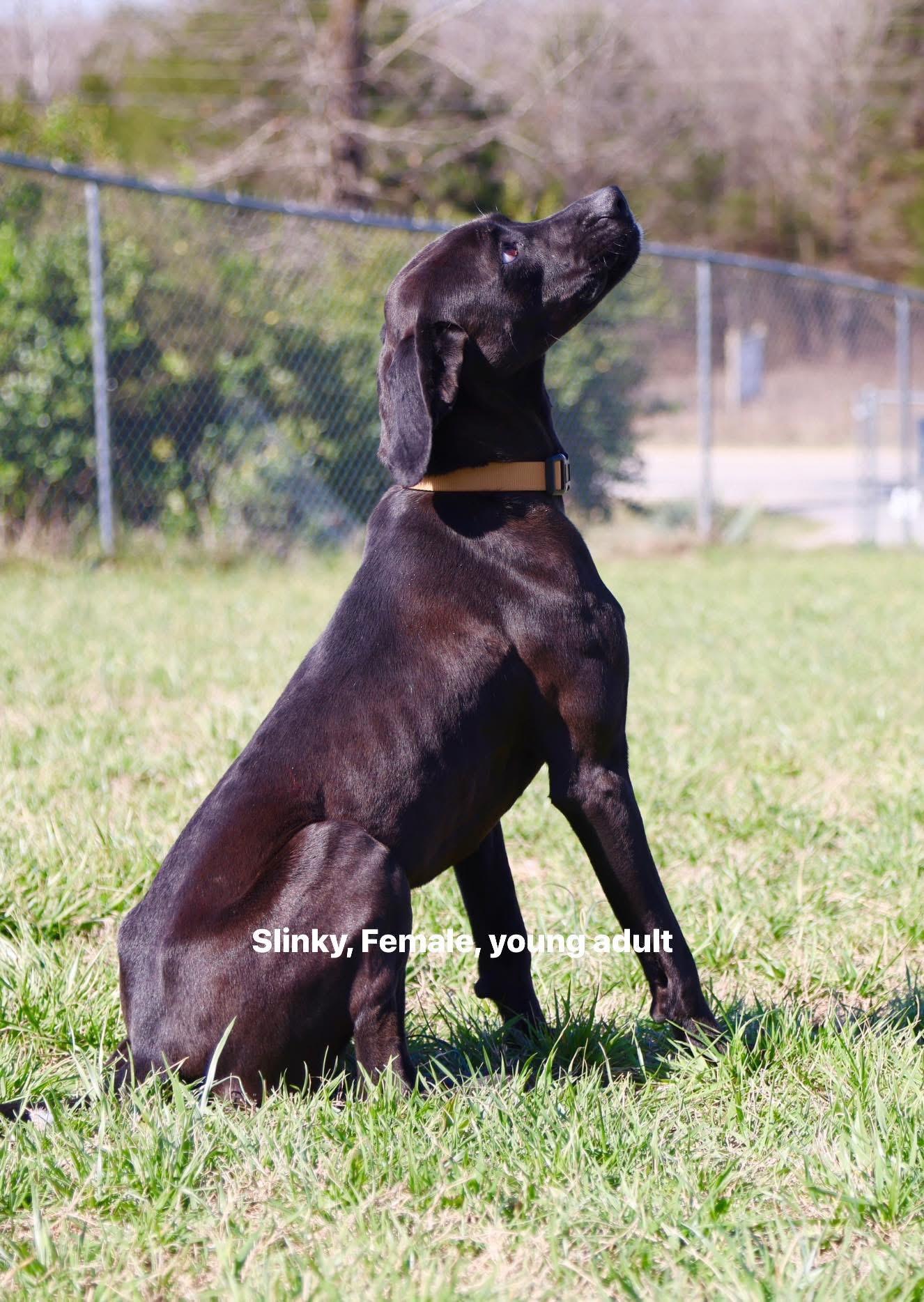 Enlarge Slinky, a Adoptable mixed breed in Cherokee Village, AR image 1/1