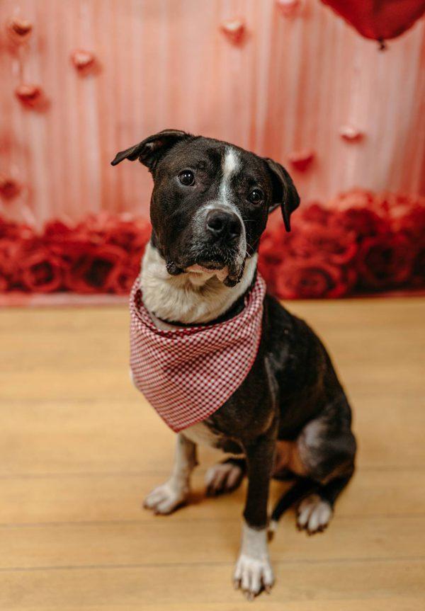 Enlarge Jack, a Adoptable mixed breed in Melbourne, FL image 1/3