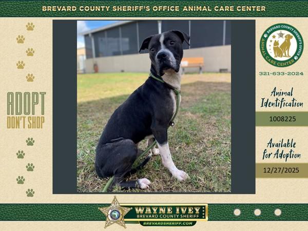 Enlarge Jack, a Adoptable mixed breed in Melbourne, FL image 2/3