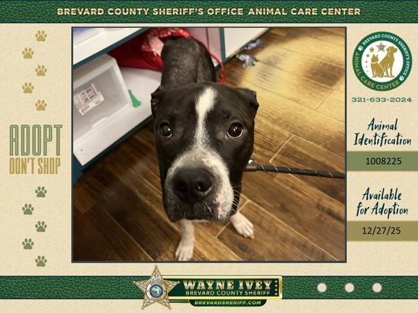 Enlarge Jack, a Adoptable mixed breed in Melbourne, FL image 3/3