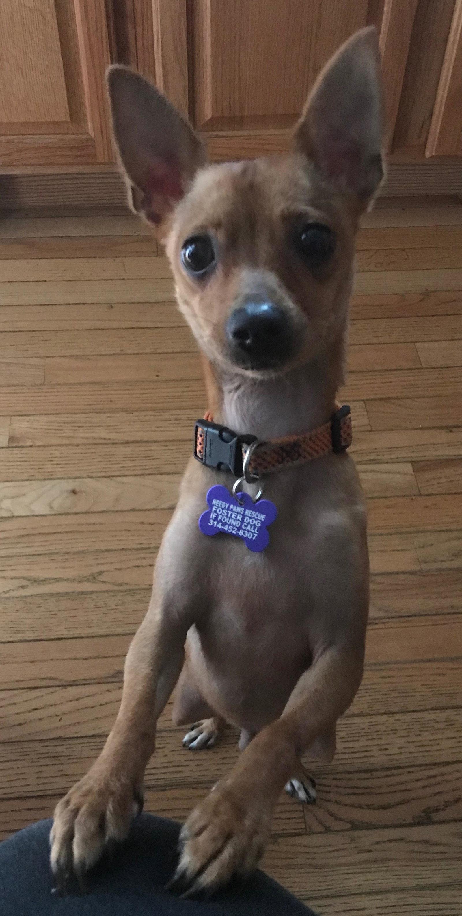 Benny, a Adopted Chihuahua in St. Louis, MO image 1/3