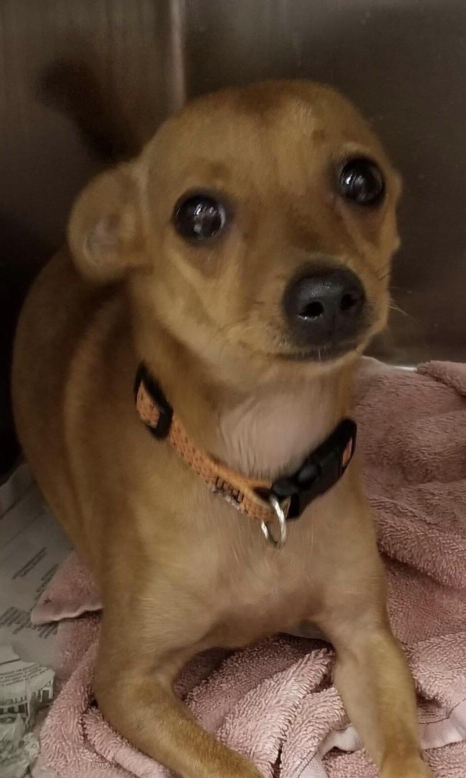 Benny, a Adopted Chihuahua in St. Louis, MO image 2/3
