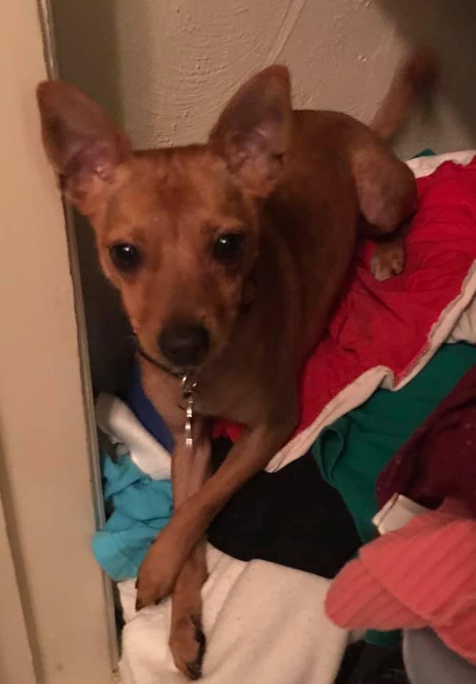 Benny, a Adopted Chihuahua in St. Louis, MO image 3/3