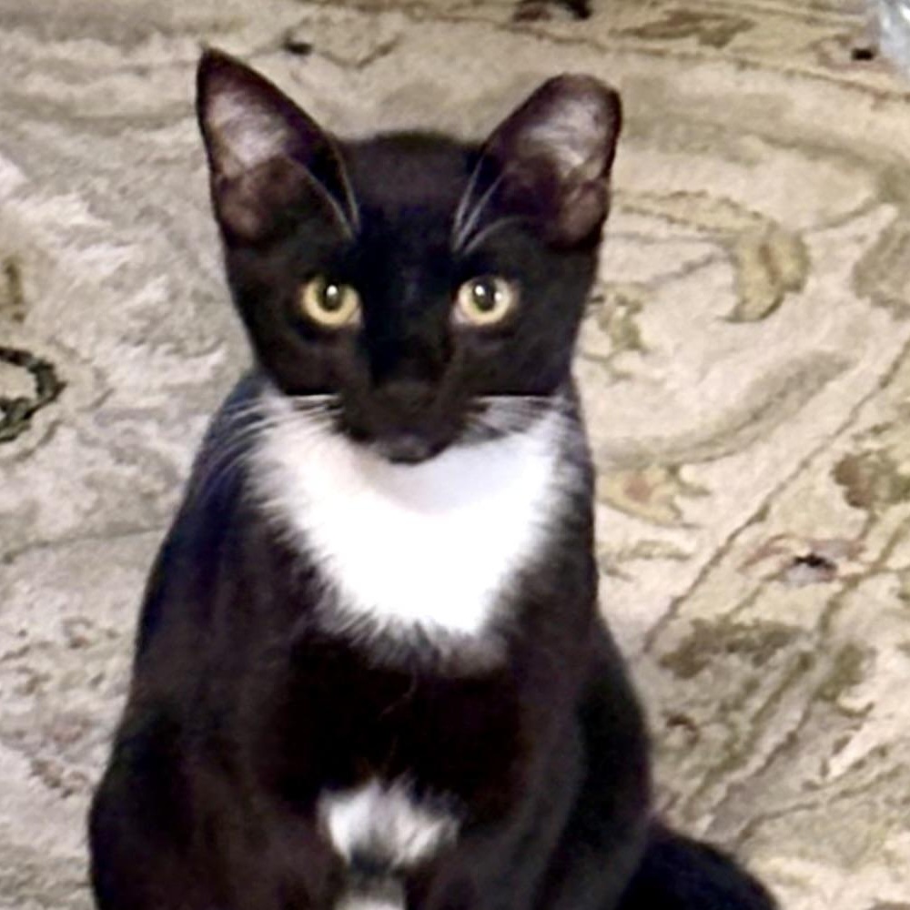 Farsi, Adoptable, Kitten Male Domestic Short Hair.