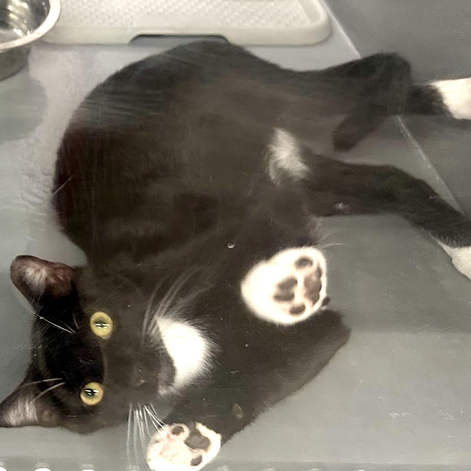 Enlarge Farsi, a Adoptable Domestic Short Hair in Beaufort, SC image 2/6