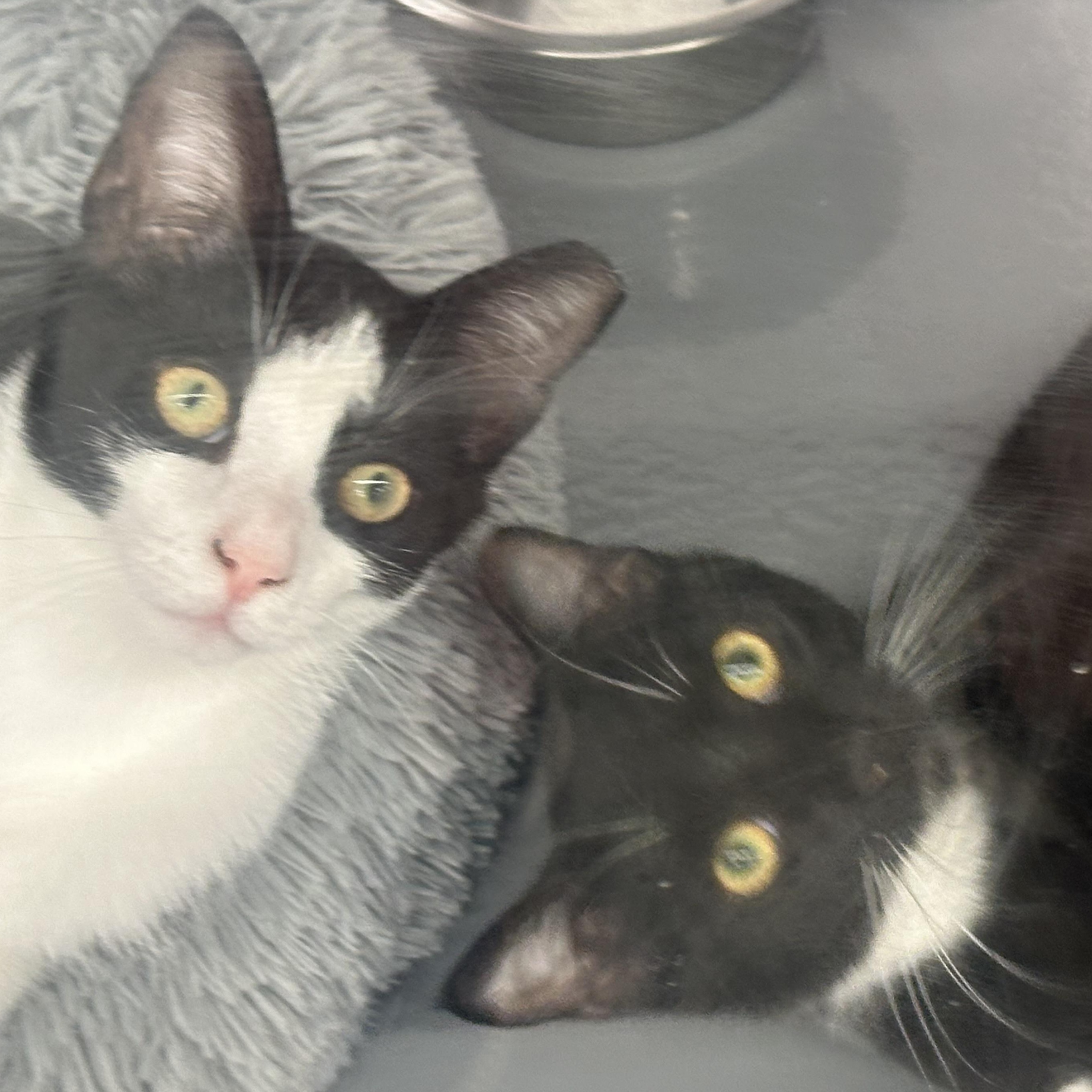 Enlarge Farsi, a Adoptable Domestic Short Hair in Beaufort, SC image 3/6