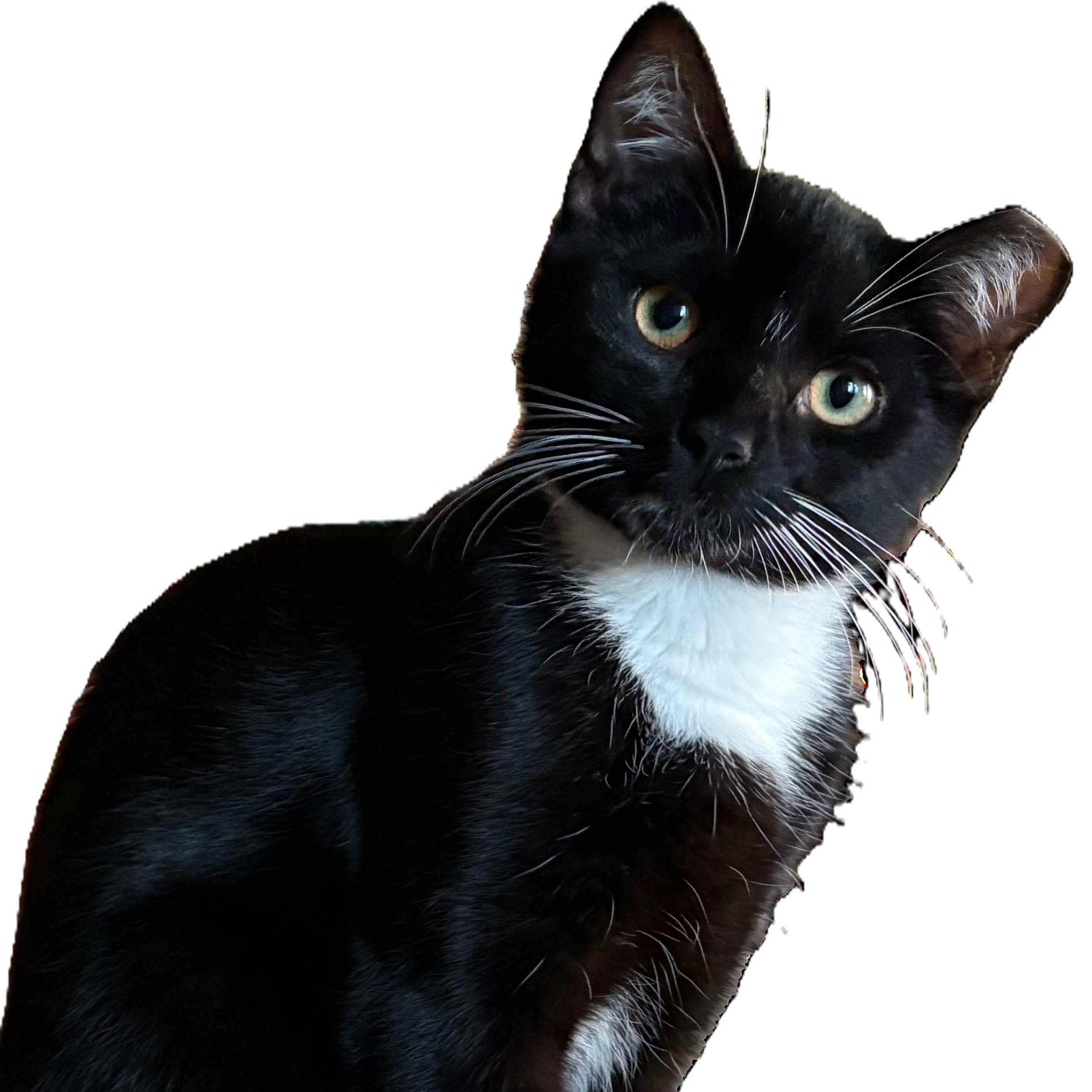 Enlarge Farsi, a Adoptable Domestic Short Hair in Beaufort, SC image 4/6