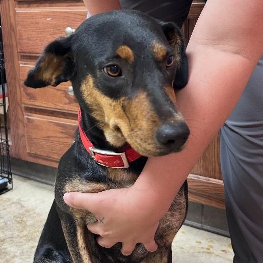 Enlarge Molly - 101605T, a Adoptable mixed breed in Tupelo, MS image 1/1