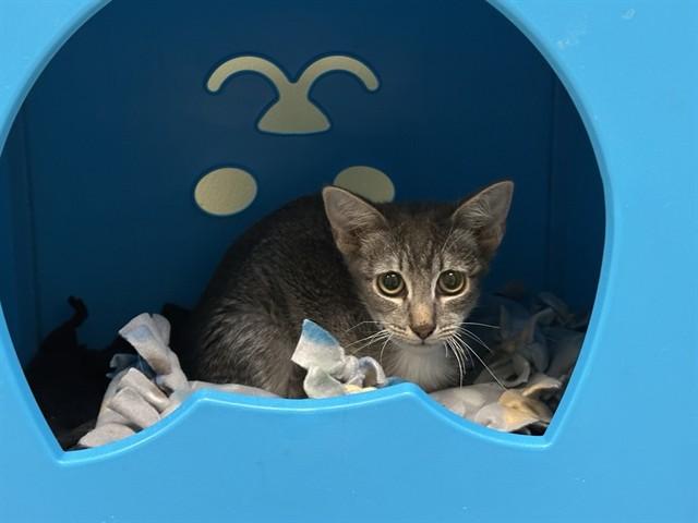 YOSEFINA, Adoptable, Young Female Domestic Short Hair.