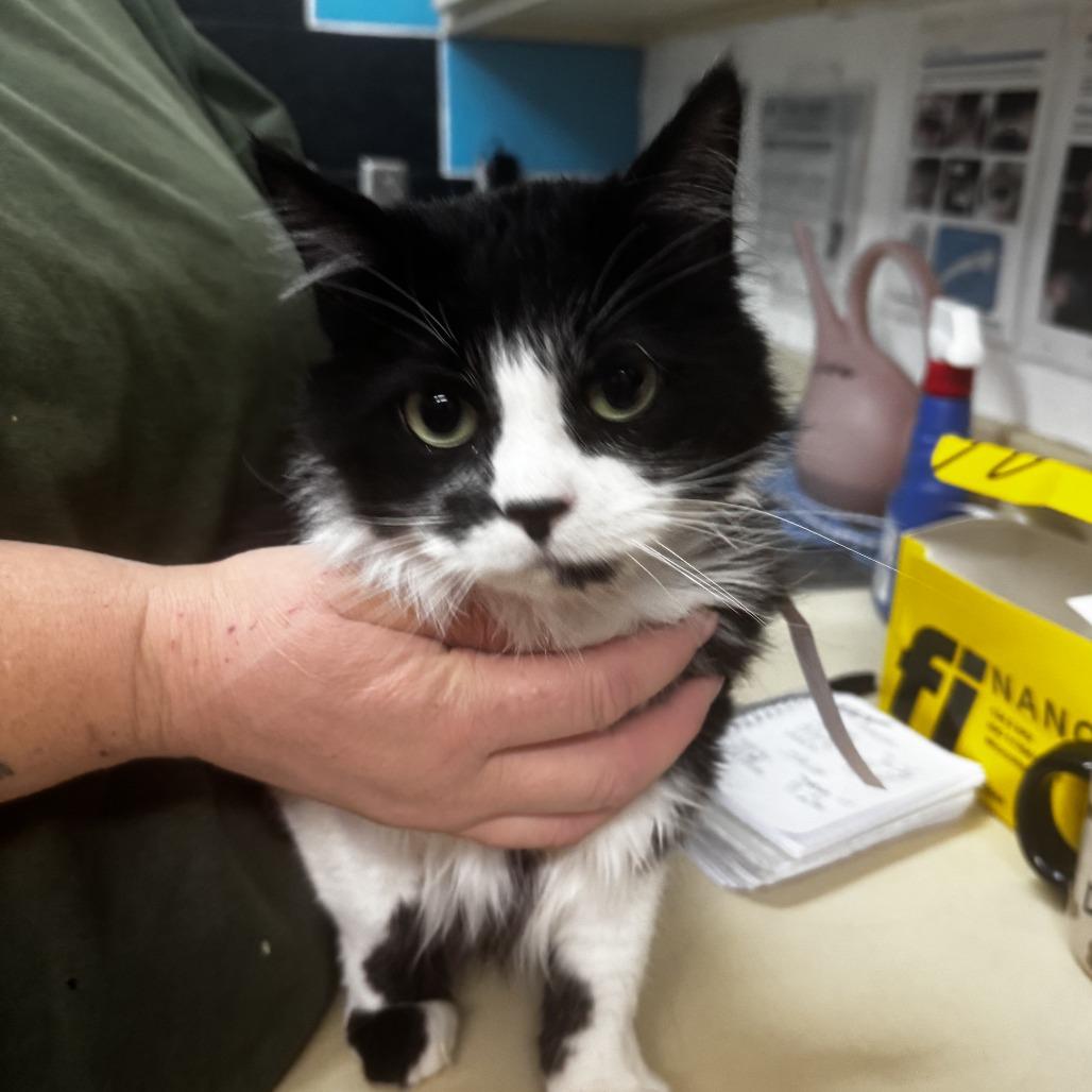 Peppermint Patty, Adoptable, Adult Female Domestic Long Hair.