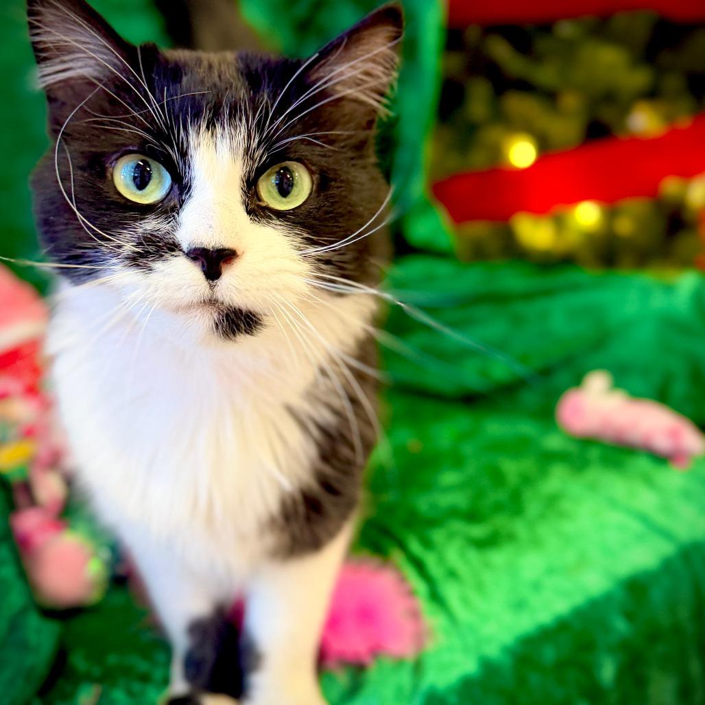 Enlarge Peppermint Patty, a Adoptable Domestic Long Hair in Ardmore, OK image 2/2