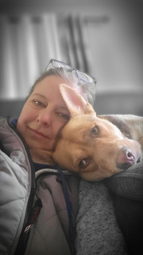 Honey, Adoptable, Adult Female Shepherd.