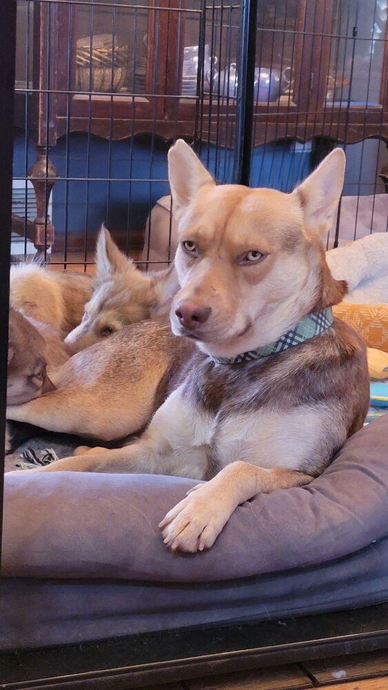 Honey, a Adoptable mixed breed in Cortez, CO image 2/6