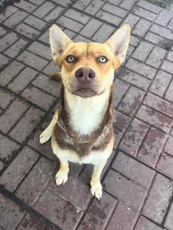 Honey, a Adoptable mixed breed in Cortez, CO image 3/6