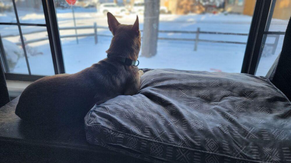 Honey, a Adoptable mixed breed in Cortez, CO image 4/6