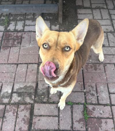 Honey, a Adoptable mixed breed in Cortez, CO image 5/6