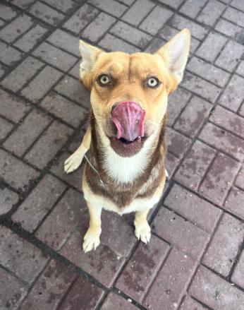 Honey, a Adoptable mixed breed in Cortez, CO image 6/6
