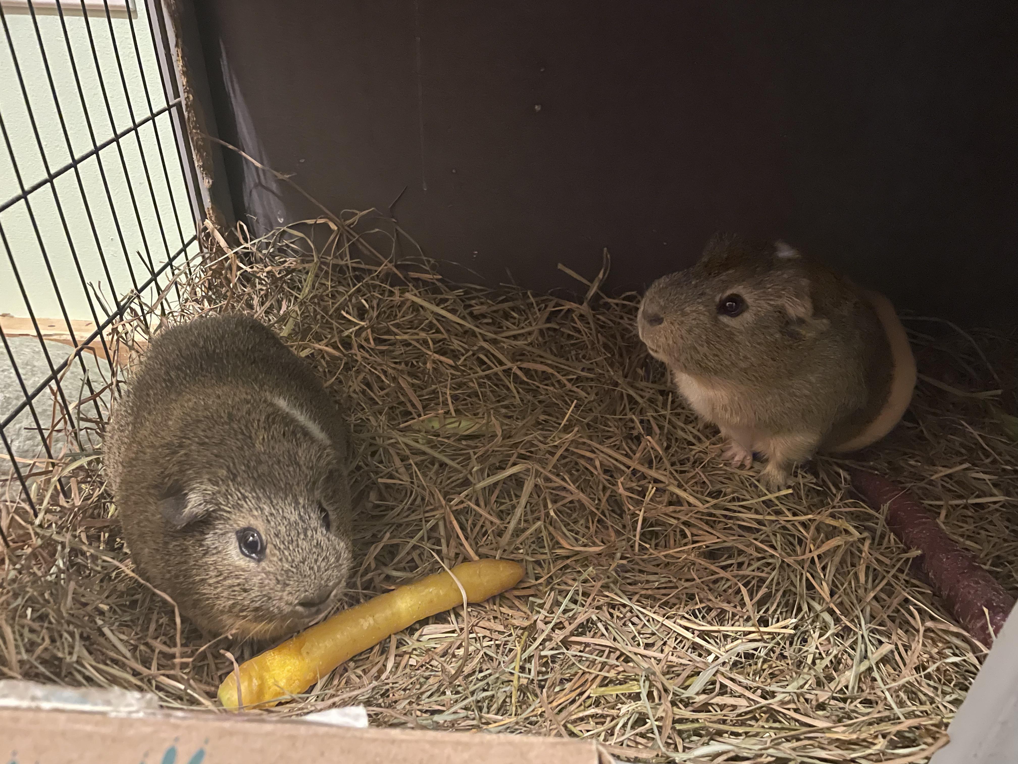 Franklin & Abraham, ADOPTABLE, Young Male Guinea Pig.