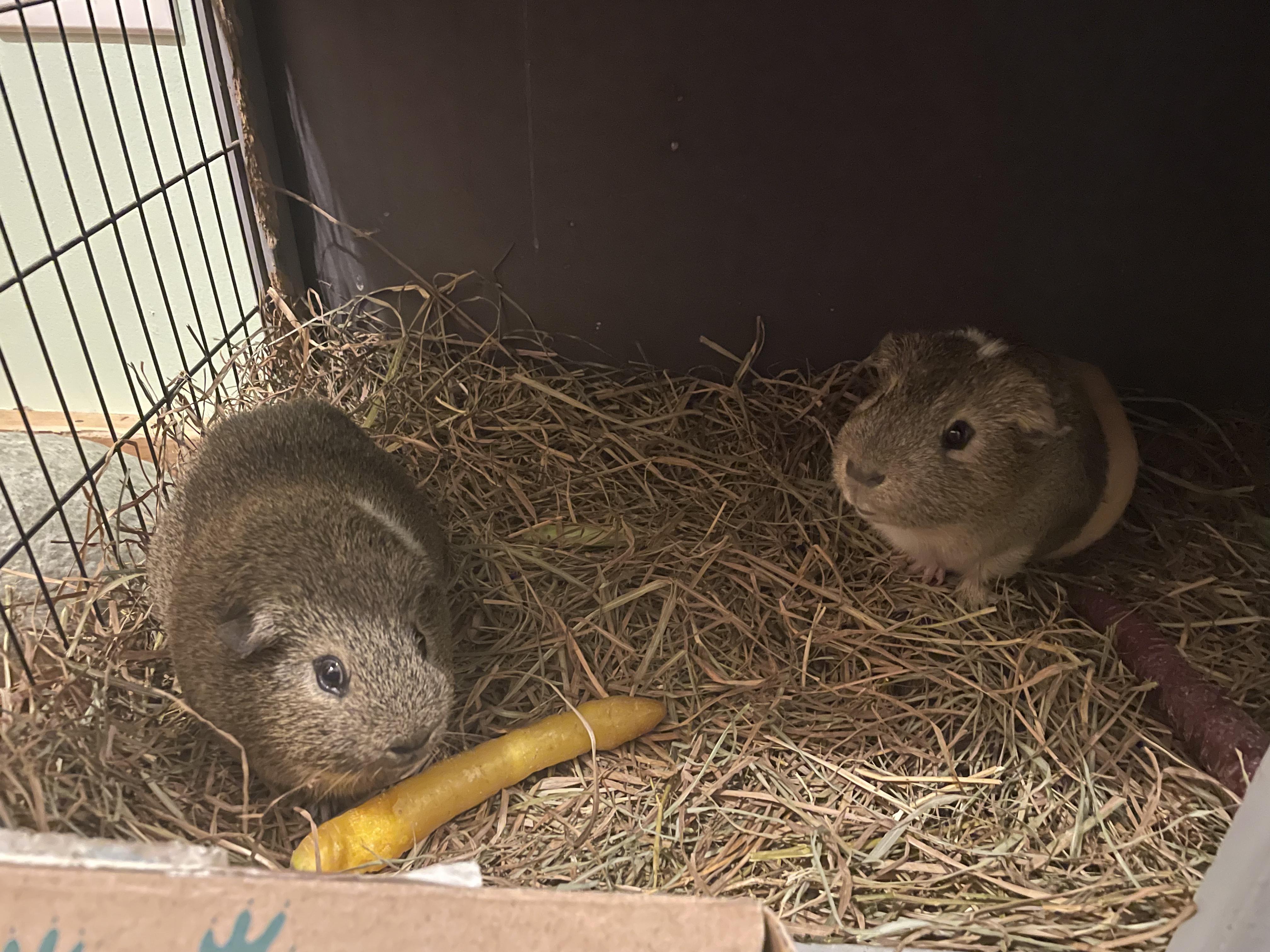 Enlarge Franklin & Abraham, a ADOPTABLE Guinea Pig in Oswego, NY image 3/3