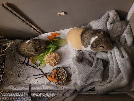 Enlarge Franklin & Abraham, a ADOPTABLE Guinea Pig in Oswego, NY image 2/3