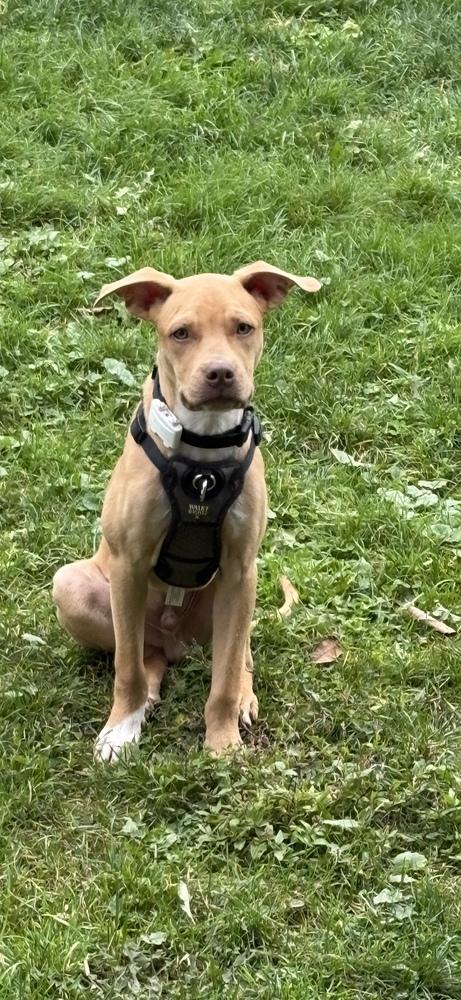 Leo, Adoptable, Puppy Male Pit Bull Terrier.