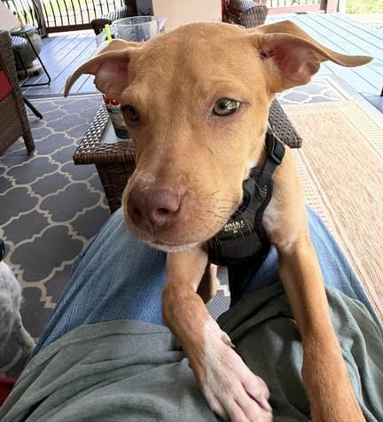 Enlarge Leo, a Adoptable mixed breed in Irwin, PA image 2/4