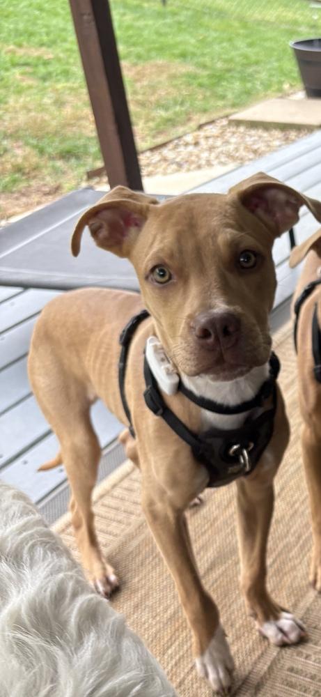Enlarge Leo, a Adoptable mixed breed in Irwin, PA image 3/4