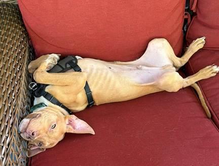 Enlarge Leo, a Adoptable mixed breed in Irwin, PA image 4/4