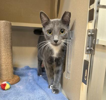 Gravy, Adoptable, Young Male Domestic Short Hair & Domestic Short Hair.