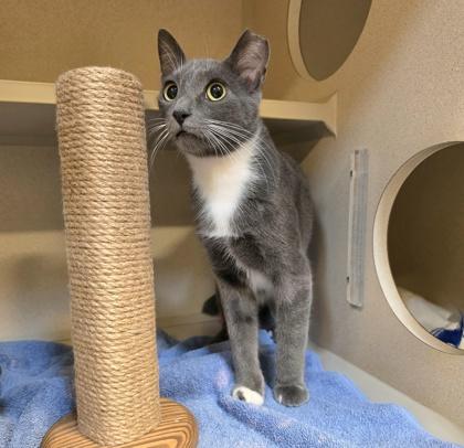 Enlarge Gravy, a Adoptable mixed breed in New Hope, PA image 2/3