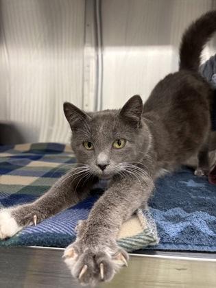 Enlarge Gravy, a Adoptable mixed breed in New Hope, PA image 3/3