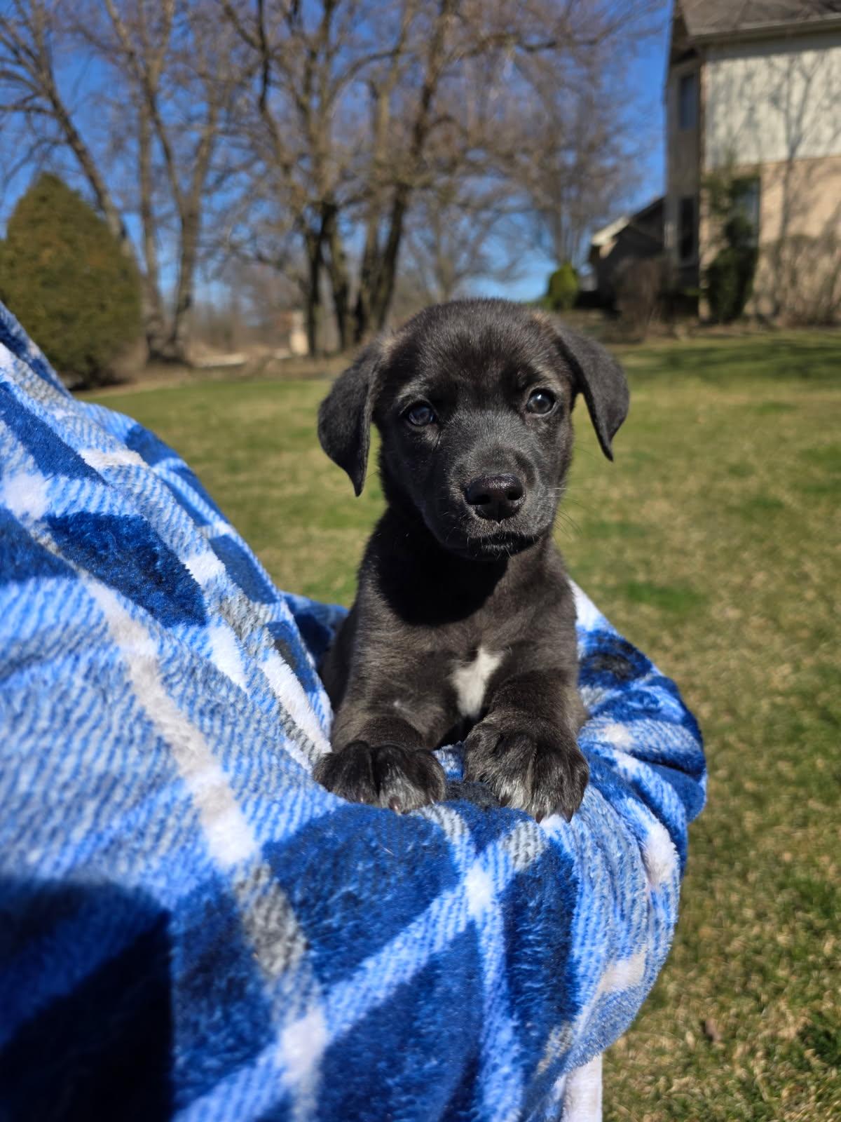 Enlarge Hopps, an adopted Black Labrador Retriever in Orland Park, IL image 1/1