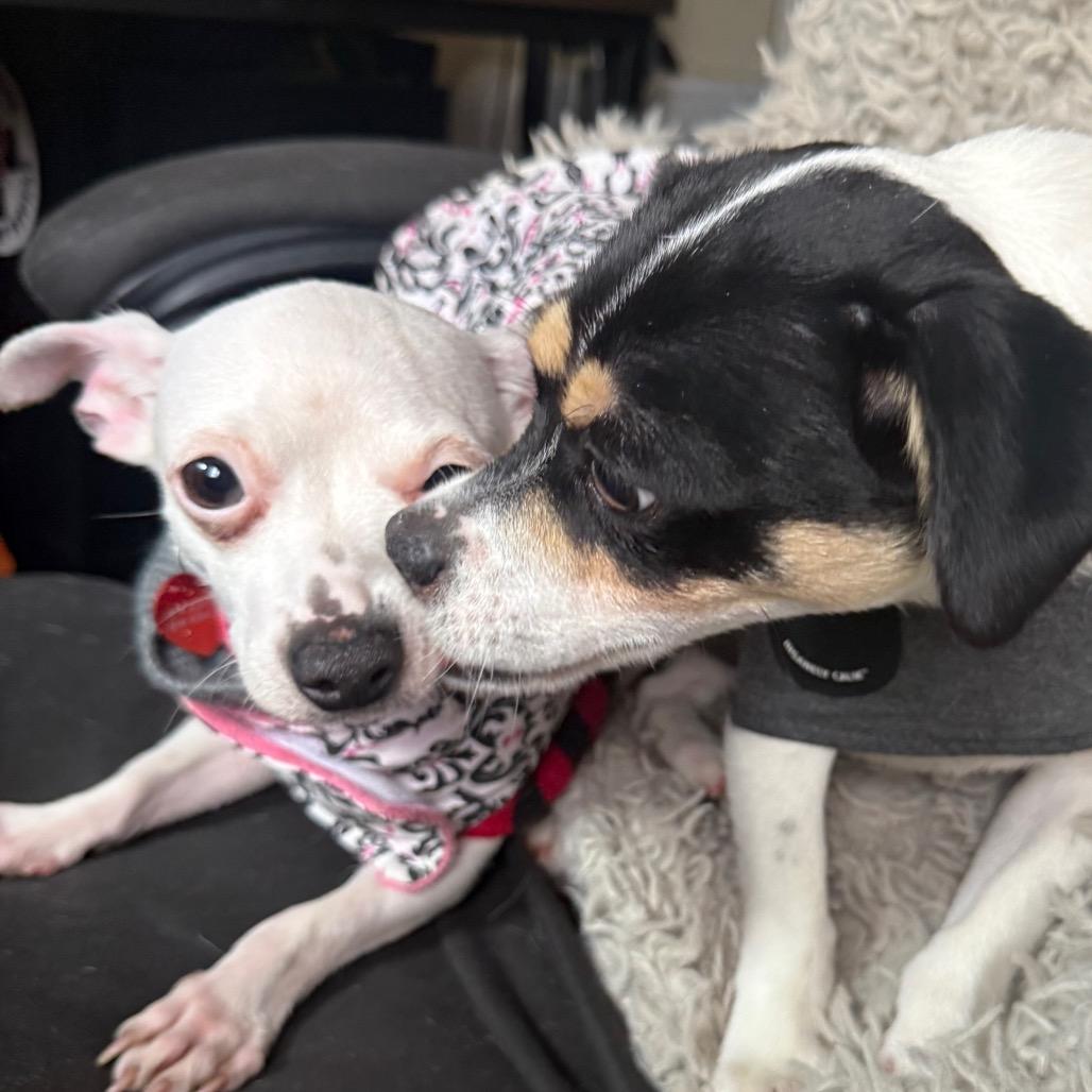 MYA, Adoptable, Young Female Chihuahua & Schnauzer.