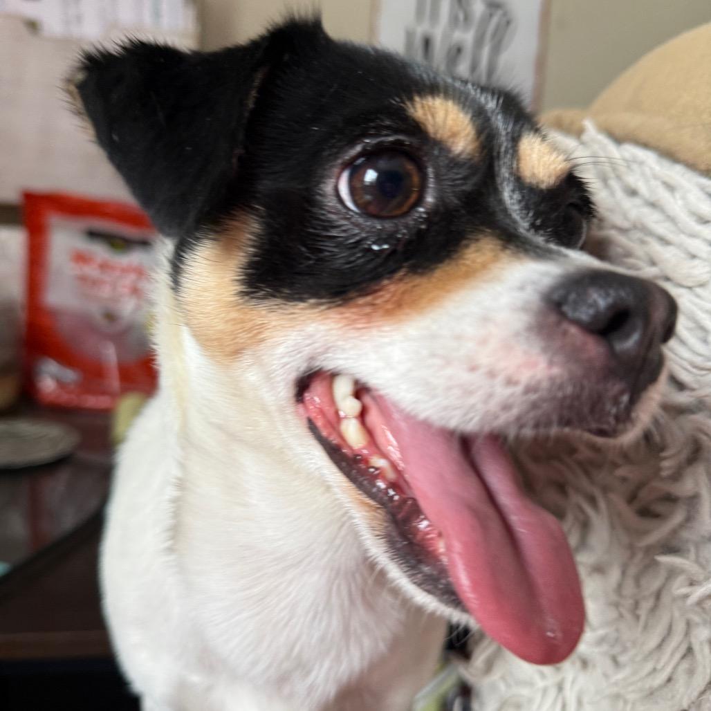 Enlarge MYA, a Adoptable mixed breed in Union City, PA image 4/6