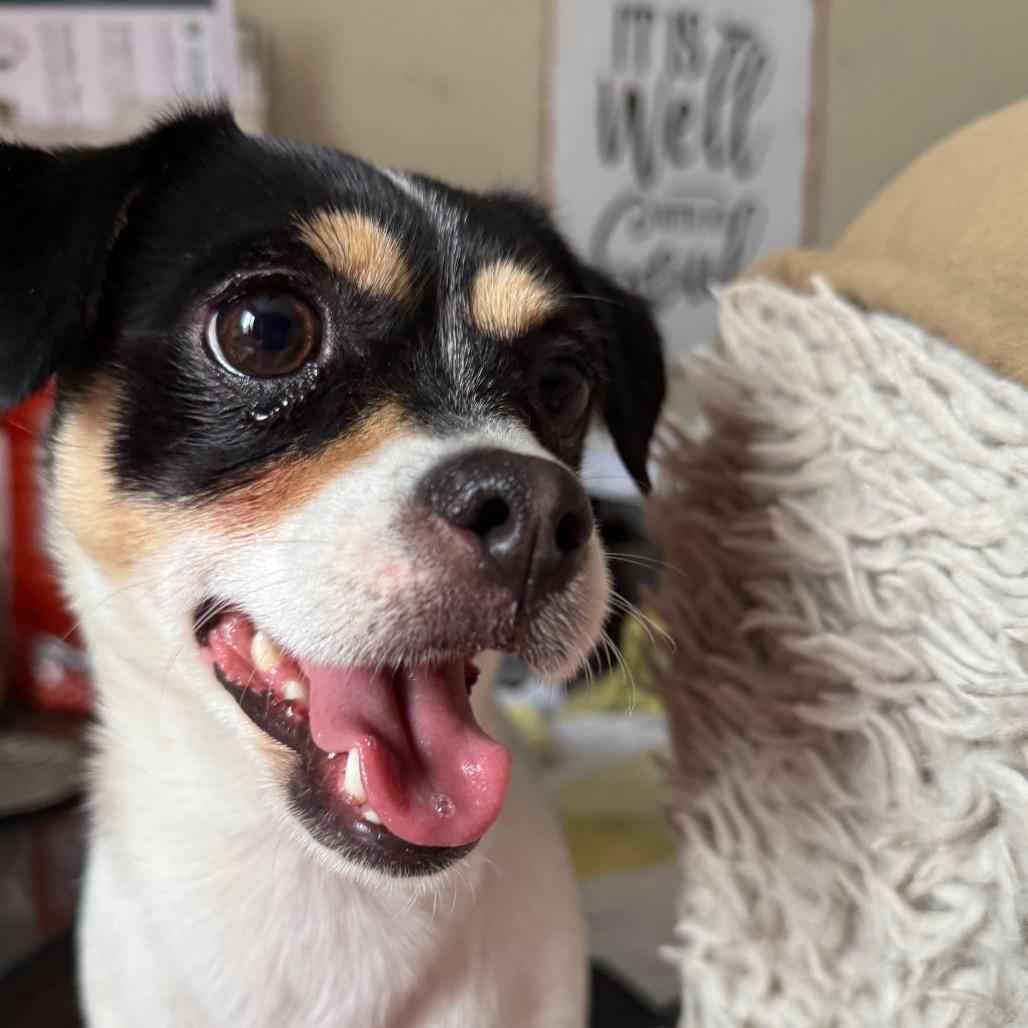 Enlarge MYA, a Adoptable mixed breed in Union City, PA image 5/6