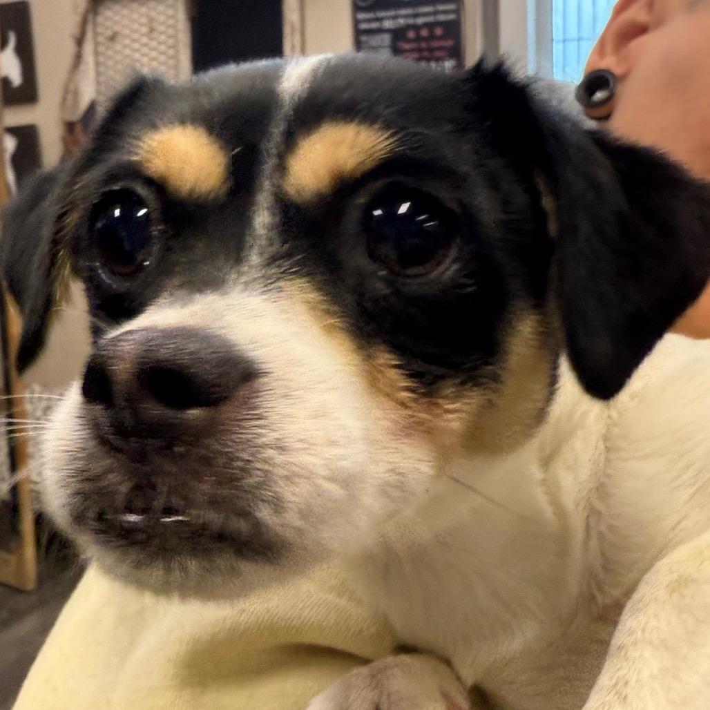 Enlarge MYA, a Adoptable mixed breed in Union City, PA image 6/6