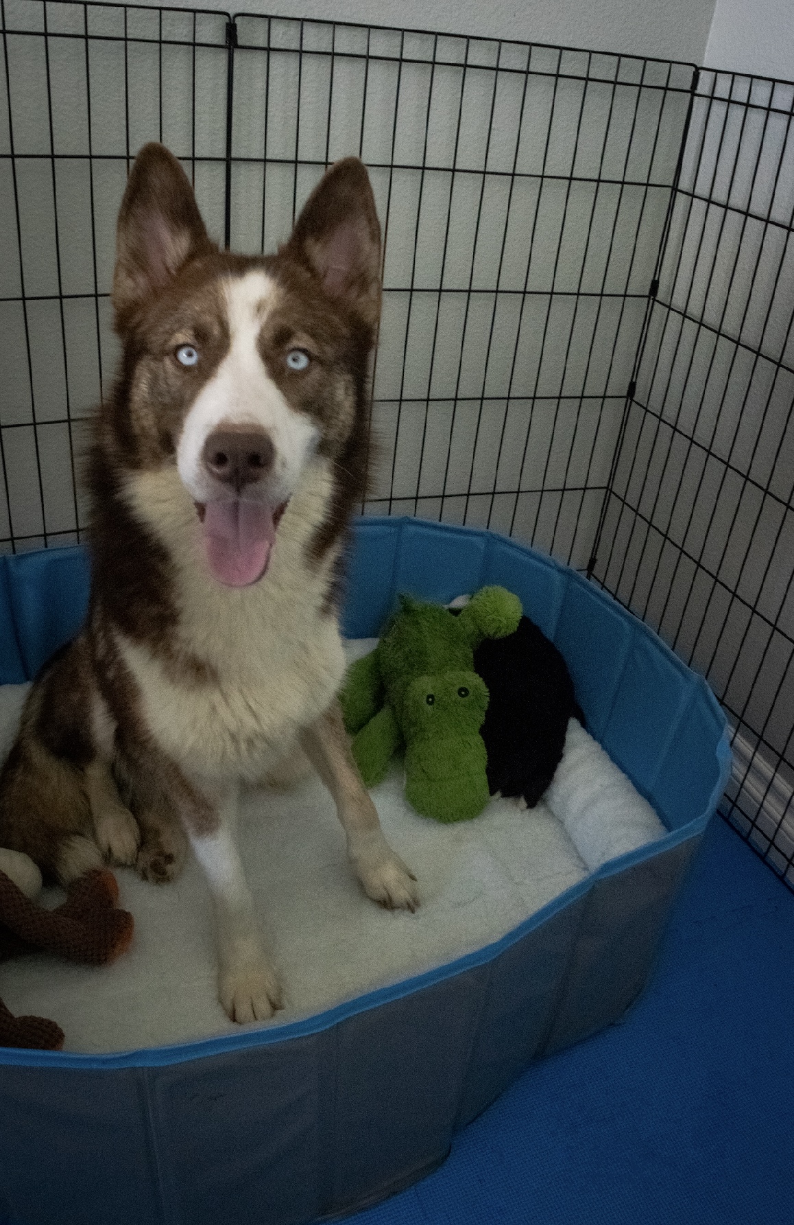 Enlarge Meadow, a Adoptable mixed breed in Burbank, CA image 5/6