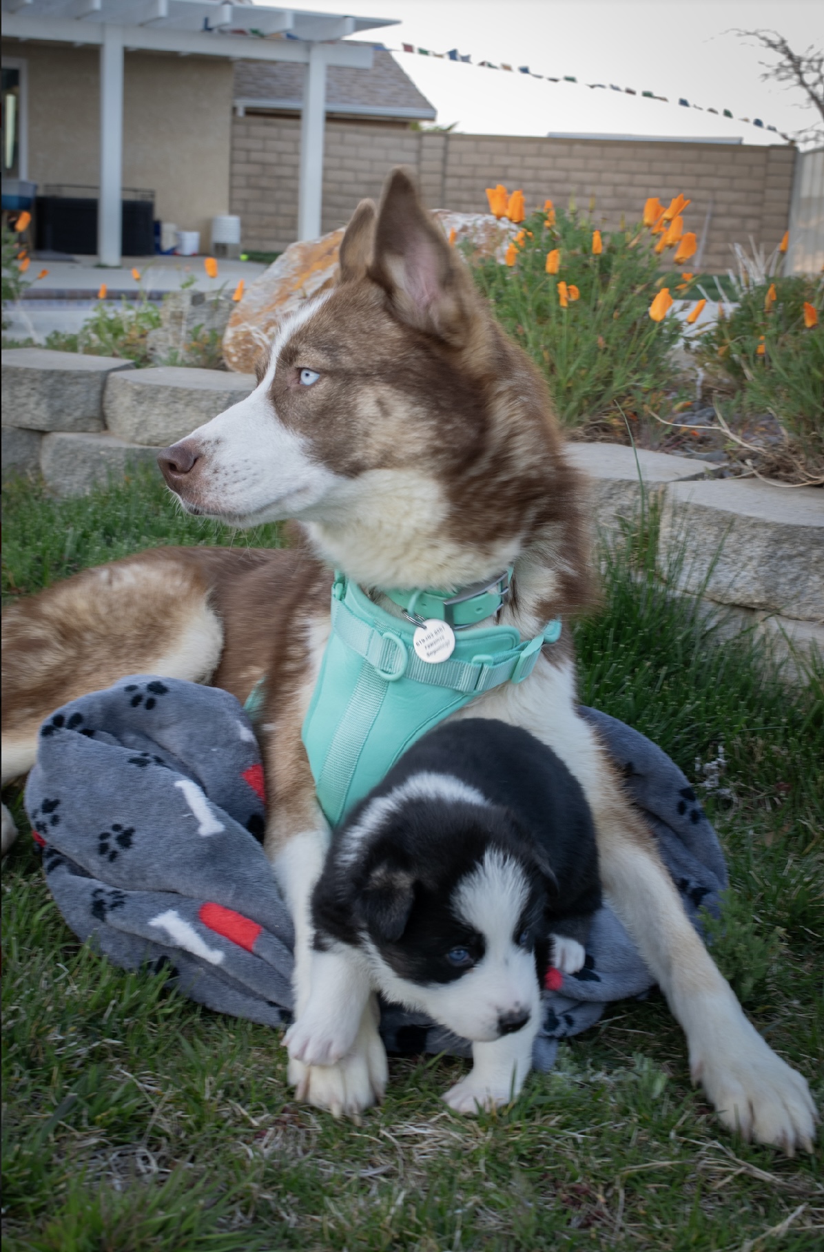 Enlarge Meadow, a Adoptable mixed breed in Burbank, CA image 6/6